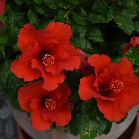 Appartamento Rosa Malcesine